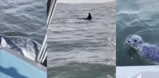Una foca se sube a un barco y logra escapar de ser devorada por una orca, en «extremis»