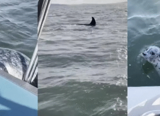 Una foca se sube a un barco y logra escapar de ser devorada por una orca, en «extremis»