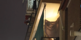 ¡Tragedia en Alicante: Mujer de 29 Años Asesinada a Puñaladas en un Presunto Caso de Violencia Machista – Su Pareja, el Sospechoso, Se Suicida Ahorcándose!