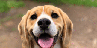 ¡Siete Gestos Cotidianos que Confunden a Tu Perro Sin que Te Des Cuenta – ¡De la Cortesía Humana a la Intimidación Canina!