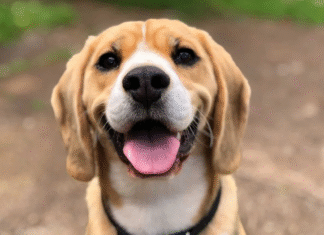 ¡Siete Gestos Cotidianos que Confunden a Tu Perro Sin que Te Des Cuenta – ¡De la Cortesía Humana a la Intimidación Canina!