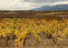 ¡Escándalo en los Viñedos de La Rioja: Exalcaldesa del PP de Clavijo Condenada por Falsificar Documentos para Plantación Ilegal – ¡Viñedos Fantasma por 20 Hectáreas que Valen Medio Millón!