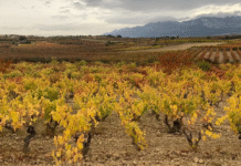 ¡Escándalo en los Viñedos de La Rioja: Exalcaldesa del PP de Clavijo Condenada por Falsificar Documentos para Plantación Ilegal – ¡Viñedos Fantasma por 20 Hectáreas que Valen Medio Millón!