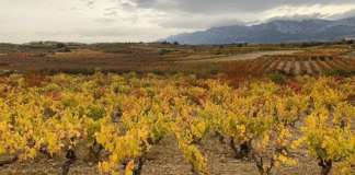 ¡Escándalo en los Viñedos de La Rioja: Exalcaldesa del PP de Clavijo Condenada por Falsificar Documentos para Plantación Ilegal – ¡Viñedos Fantasma por 20 Hectáreas que Valen Medio Millón!