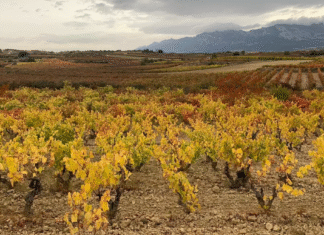 ¡Escándalo en los Viñedos de La Rioja: Exalcaldesa del PP de Clavijo Condenada por Falsificar Documentos para Plantación Ilegal – ¡Viñedos Fantasma por 20 Hectáreas que Valen Medio Millón!
