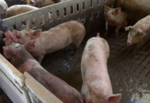 ¡Terror Porcino en Cataluña: Cepa «Muy Virulenta» de Peste Africana Mata al 100% de Cerdos Infectados – ¡Sin Vacuna y con Riesgo de Expansión «Total» por Senderistas!