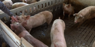 ¡Terror Porcino en Cataluña: Cepa «Muy Virulenta» de Peste Africana Mata al 100% de Cerdos Infectados – ¡Sin Vacuna y con Riesgo de Expansión «Total» por Senderistas!