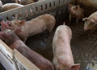 ¡Terror Porcino en Cataluña: Cepa «Muy Virulenta» de Peste Africana Mata al 100% de Cerdos Infectados – ¡Sin Vacuna y con Riesgo de Expansión «Total» por Senderistas!