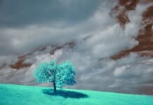 El clima de España se transforma: temperaturas inusuales y precipitaciones abundantes marcan el nuevo patrón meteorológico A teal tree stands alone beneath moody skies.