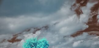 El clima de España se transforma: temperaturas inusuales y precipitaciones abundantes marcan el nuevo patrón meteorológico A teal tree stands alone beneath moody skies.