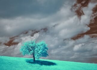 El clima de España se transforma: temperaturas inusuales y precipitaciones abundantes marcan el nuevo patrón meteorológico A teal tree stands alone beneath moody skies.