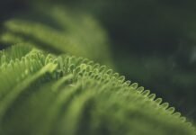 La Transformación Digital Verde: Empresas Españolas Buscan el Equilibrio entre IA y Sostenibilidad a close up of a green plant with a blurry background