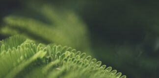 La Transformación Digital Verde: Empresas Españolas Buscan el Equilibrio entre IA y Sostenibilidad a close up of a green plant with a blurry background
