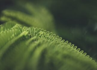 La Transformación Digital Verde: Empresas Españolas Buscan el Equilibrio entre IA y Sostenibilidad a close up of a green plant with a blurry background