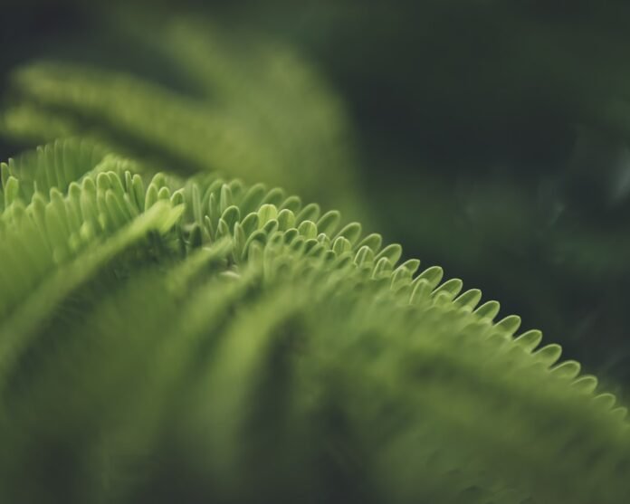 a close up of a green plant with a blurry background