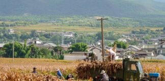 La democracia rural en transformación: cuando un solo vecino cambia la tradición de todo un pueblo a truck carrying hay