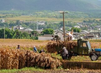 La democracia rural en transformación: cuando un solo vecino cambia la tradición de todo un pueblo a truck carrying hay