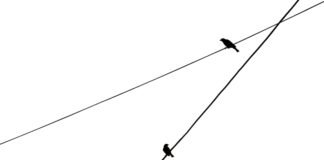 El equilibrio político en Aragón: Entre la estabilidad institucional y los nuevos desafíos de gobernanza a couple of birds sitting on top of a power line