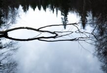 La erosión democrática se refleja en el aumento de la corrupción institucional a nivel global A reflection of a tree in a body of water