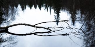 La erosión democrática se refleja en el aumento de la corrupción institucional a nivel global A reflection of a tree in a body of water