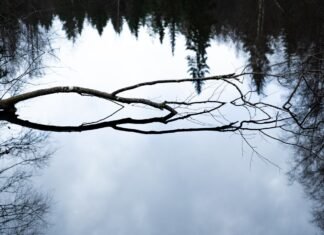 La erosión democrática se refleja en el aumento de la corrupción institucional a nivel global A reflection of a tree in a body of water