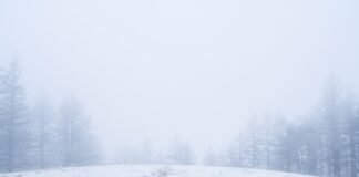 Condiciones climáticas favorables impulsan las expectativas del Maratón de Sevilla 2026 a snow covered field with trees in the background