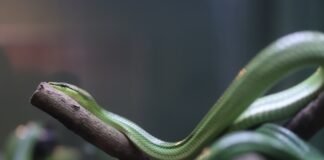 La evolución política de Javier Lambán: cuando las etiquetas ideológicas se difuminan A green snake rests on a branch.