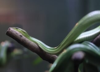 La evolución política de Javier Lambán: cuando las etiquetas ideológicas se difuminan A green snake rests on a branch.