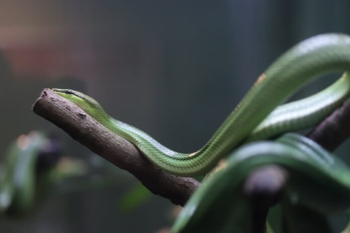 A green snake rests on a branch.