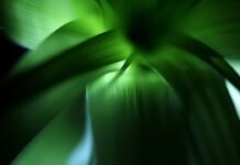 La revolución verde llega a la industria cervecera: Heineken marca el camino hacia la sostenibilidad energética selective focus photography of green plant