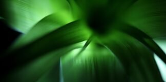 La revolución verde llega a la industria cervecera: Heineken marca el camino hacia la sostenibilidad energética selective focus photography of green plant