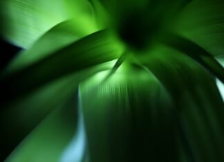 La revolución verde llega a la industria cervecera: Heineken marca el camino hacia la sostenibilidad energética selective focus photography of green plant