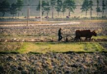 El periodismo especializado en agricultura encuentra reconocimiento en los premios sectoriales a person with a machine and cows