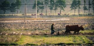El periodismo especializado en agricultura encuentra reconocimiento en los premios sectoriales a person with a machine and cows