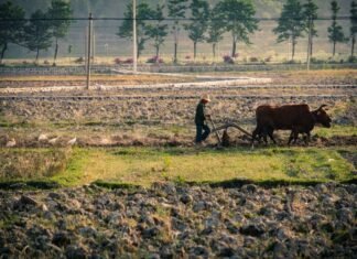 El periodismo especializado en agricultura encuentra reconocimiento en los premios sectoriales a person with a machine and cows