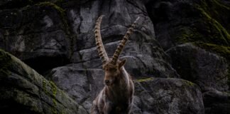 El Ibex 35 alcanza nuevos récords históricos impulsado por el optimismo bancario y las perspectivas económicas favorables a mountain goat standing on top of a rocky hillside