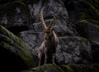 El Ibex 35 alcanza nuevos récords históricos impulsado por el optimismo bancario y las perspectivas económicas favorables a mountain goat standing on top of a rocky hillside