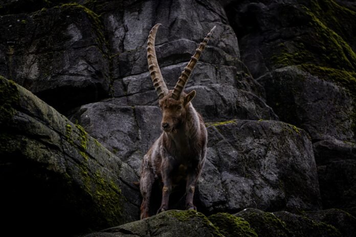 image_1771952428311 a mountain goat standing on top of a rocky hillside