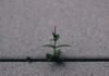 La paradoja del crecimiento español: cuando las cifras macroeconómicas no se reflejan en el día a día de las familias a small plant sprouts out of the pavement