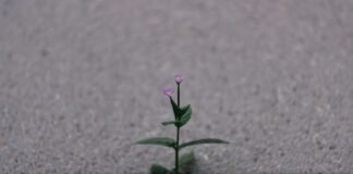 La paradoja del crecimiento español: cuando las cifras macroeconómicas no se reflejan en el día a día de las familias a small plant sprouts out of the pavement