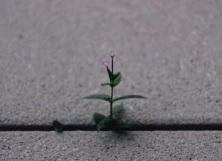 La paradoja del crecimiento español: cuando las cifras macroeconómicas no se reflejan en el día a día de las familias a small plant sprouts out of the pavement