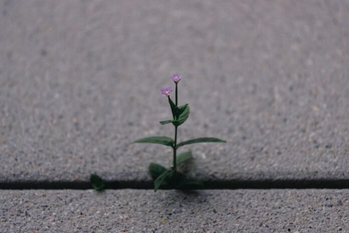 image_1772114434546 a small plant sprouts out of the pavement