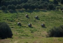 La tensión agraria europea se intensifica: el sector rural desafía la política comercial de Bruselas a grassy field with round bales of hay