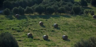 La tensión agraria europea se intensifica: el sector rural desafía la política comercial de Bruselas a grassy field with round bales of hay