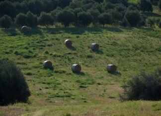 La tensión agraria europea se intensifica: el sector rural desafía la política comercial de Bruselas a grassy field with round bales of hay