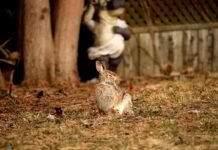 El conejo gigante de España encuentra apoyo institucional para su conservación y desarrollo genético a rabbit sitting in the grass next to a tree