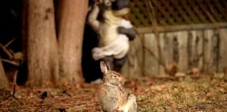 El conejo gigante de España encuentra apoyo institucional para su conservación y desarrollo genético a rabbit sitting in the grass next to a tree