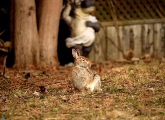 El conejo gigante de España encuentra apoyo institucional para su conservación y desarrollo genético a rabbit sitting in the grass next to a tree
