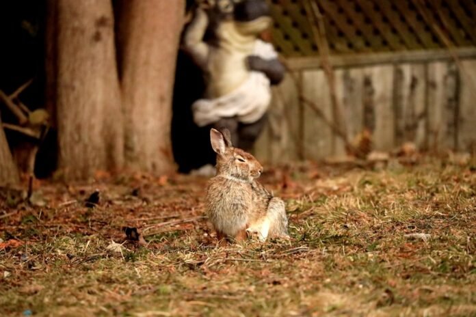 a rabbit sitting in the grass next to a tree