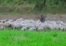 Los agricultores y ganaderos gallegos demandan medidas más contundentes ante la crisis económica actual Shepherd tending a flock of sheep in a green field.